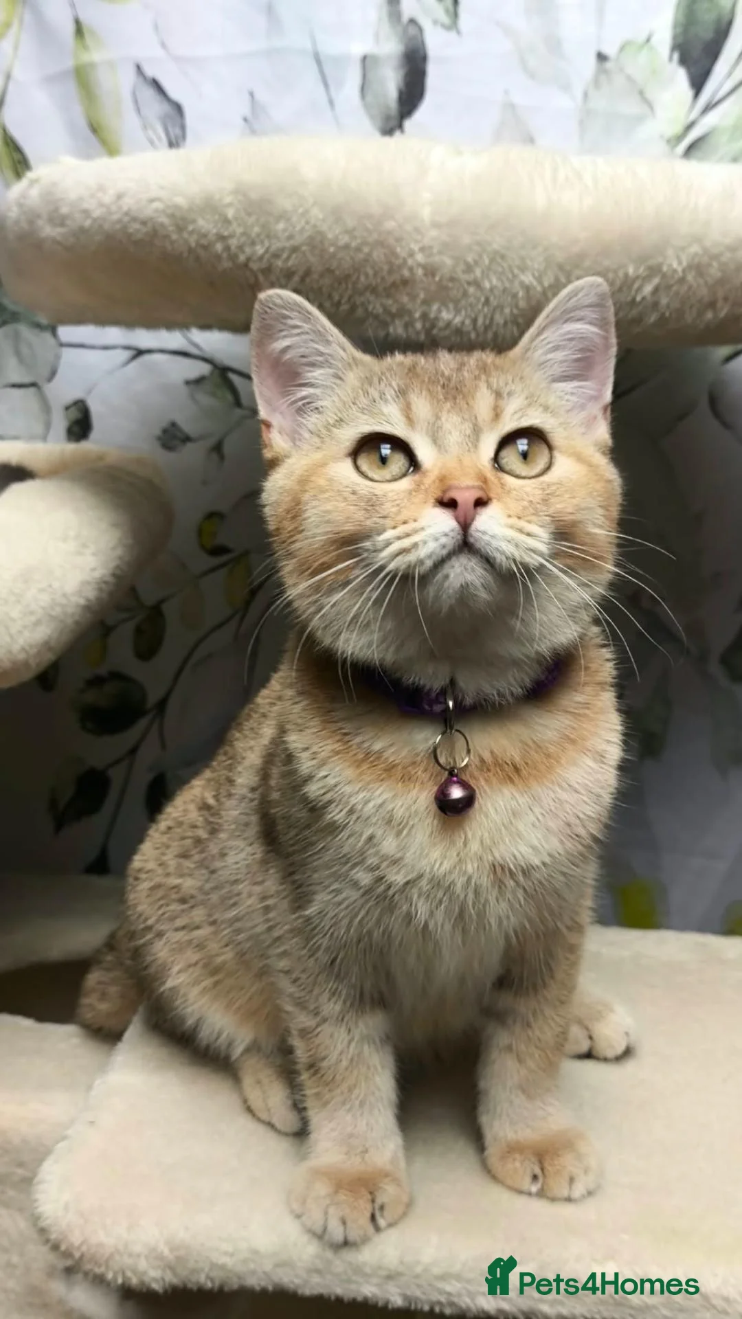 British Shorthair cats for sale: Pure British Shorthair boys❤️ in Barnsley - Advert 2