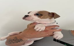 Dorset Olde Tyme Bulldogge dogs for sale: Bulldog puppy - Image 10
