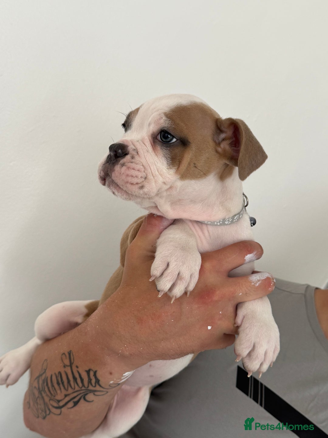 Dorset Olde Tyme Bulldogge dogs for sale: Bulldog puppy - Image 10