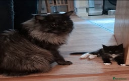 Maine Coon cats for sale: Gorgeous Maine Coon Kittens-Champion Bloodlines - Image 7