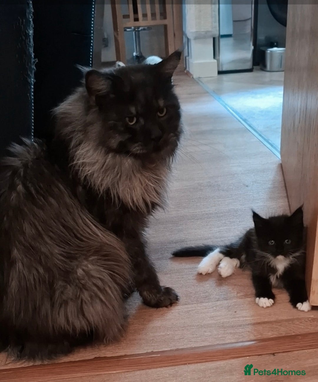 Maine Coon cats for sale: Gorgeous Maine Coon Kittens-Champion Bloodlines - Image 7