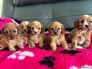 Cavapoo dogs Beautiful cavapoos - Advert 12