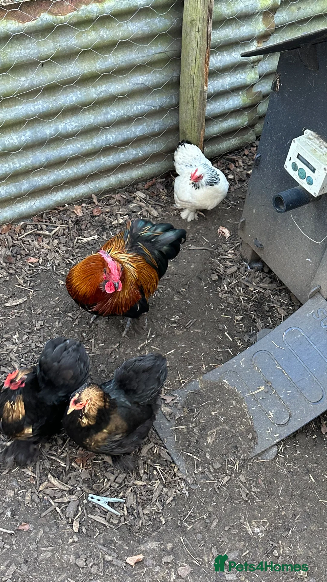 Chickens poultry for sale: Mixed colour Pekin bantam hatching eggs x6 in Tewkesbury - Advert 2