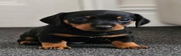 Miniature Dachshund dogs for stud: Proven Stud Black & Tan Miniature Dachshund Stud in Durham - Advert 15