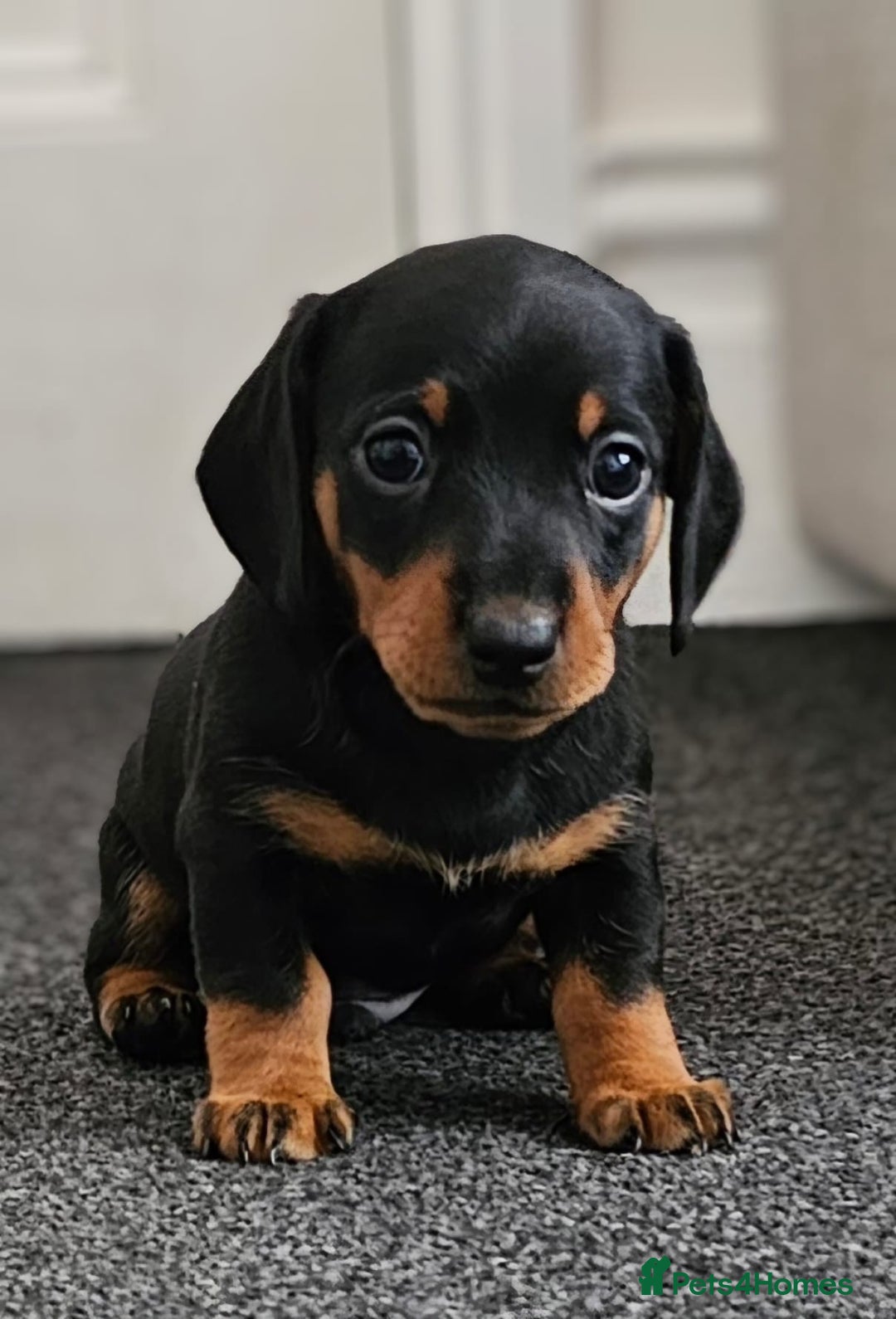 Miniature Dachshund dogs for stud: Proven Stud Black & Tan Miniature Dachshund Stud in Durham - Advert 15