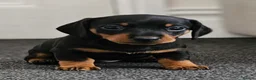 Miniature Dachshund dogs for stud: Proven Stud Black & Tan Miniature Dachshund Stud in Durham - Advert 15
