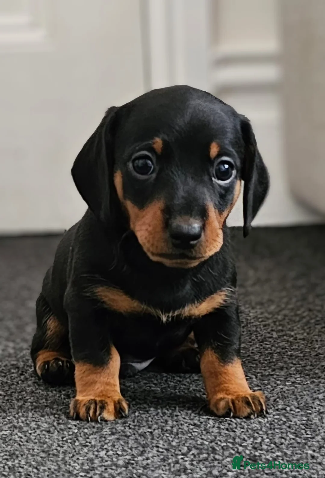 Miniature Dachshund dogs for stud: Proven Stud Black & Tan Miniature Dachshund Stud in Durham - Advert 15