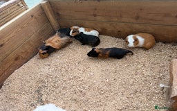 Guinea Pig rodents for sale: Baby guinea pigs  - Image 1