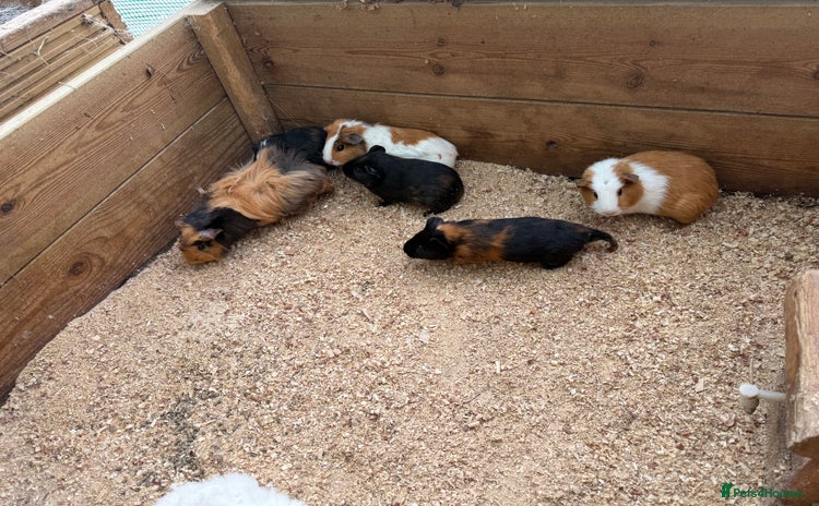 Guinea Pig rodents - Advert 4