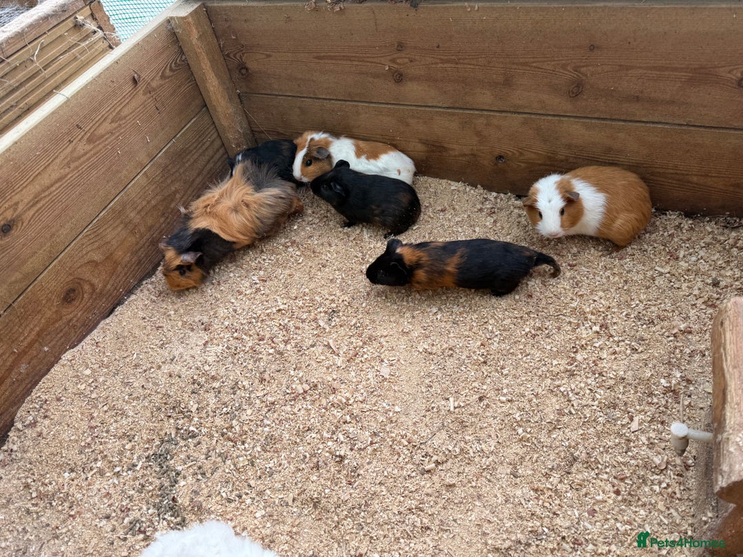 Guinea Pig rodents for sale: Baby guinea pigs  - Image 1