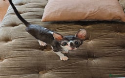 Cornish Rex cats for sale: Cornish Rex kitten  - Image 1