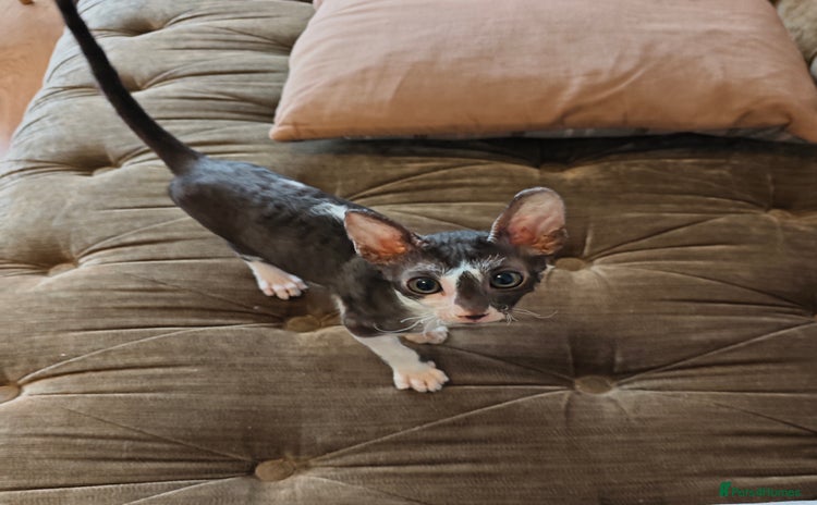 Cornish Rex cats - Advert 4