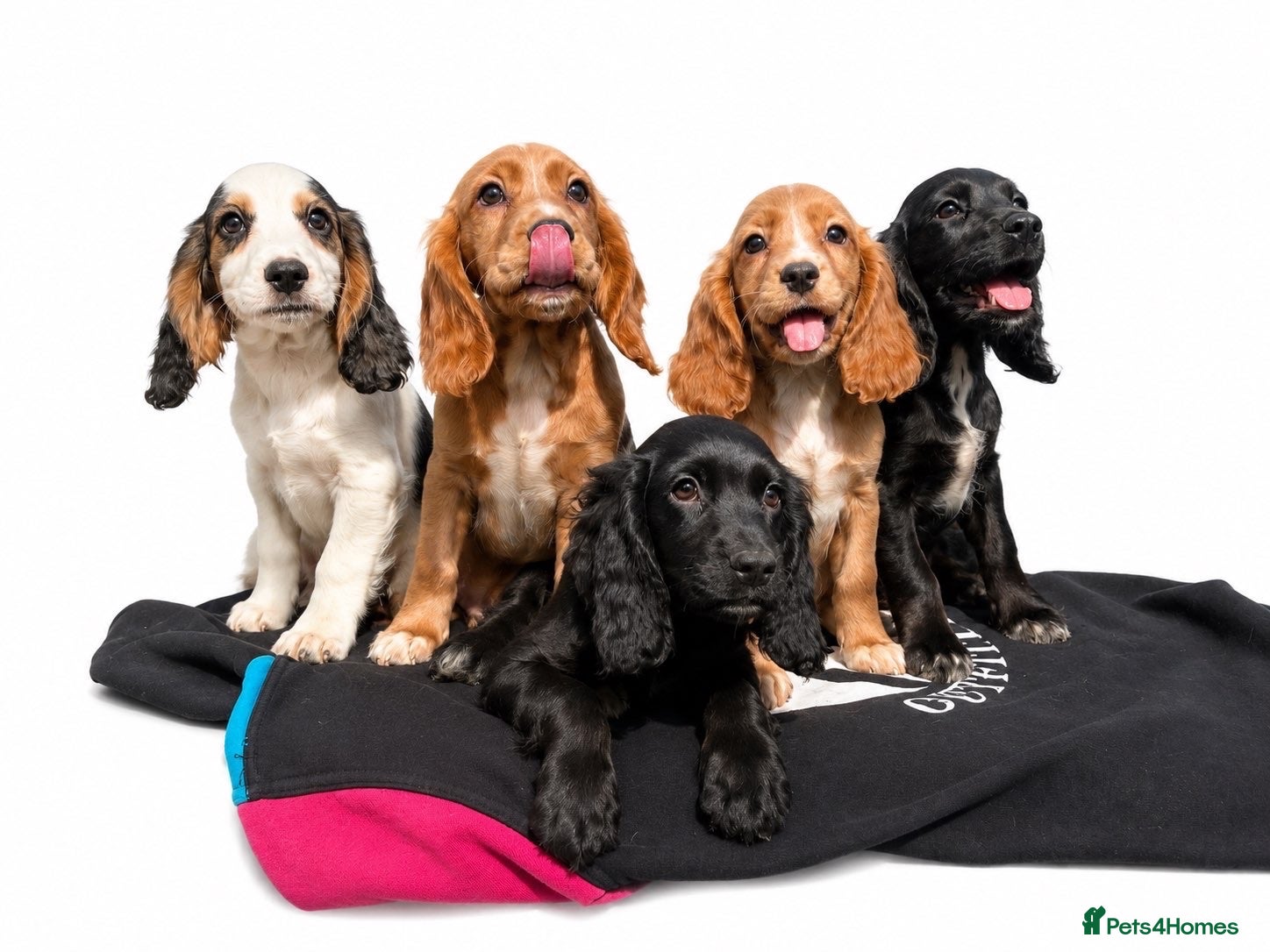 Cocker Spaniel dogs beautiful show cocker spaniel puppies  - Advert 7