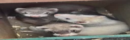 Ferret rodents for sale: Baby hob ferrets for sale  - Advert 3