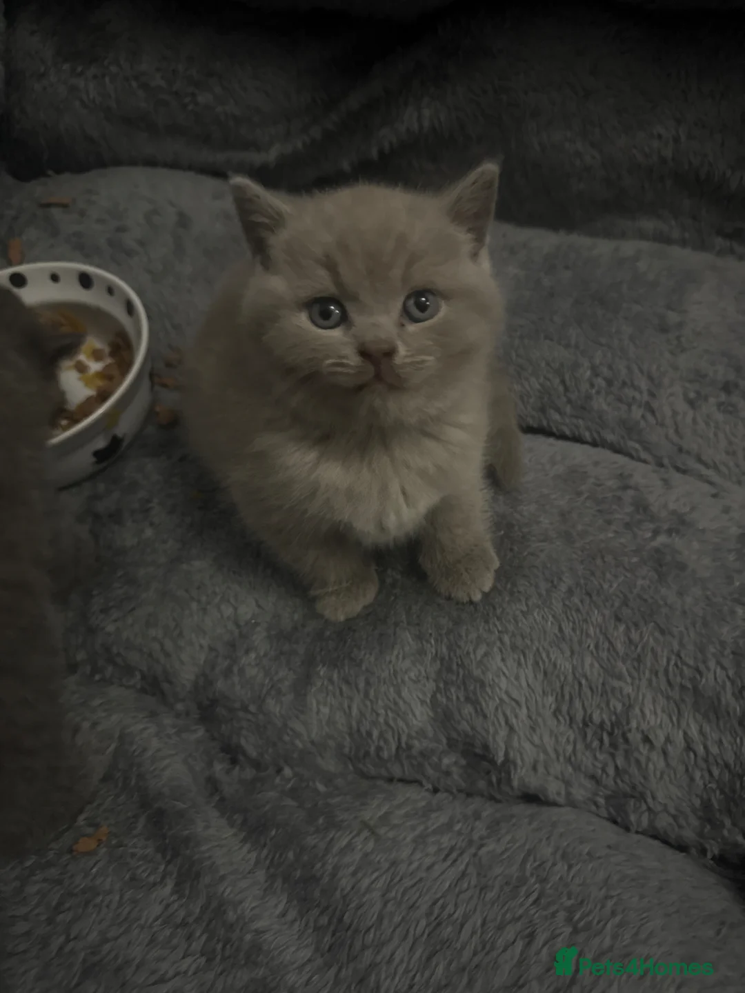 British Shorthair cats for sale: British shorthair  - Advert 2
