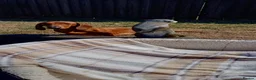 Dachshund dogs for sale: OUTSTANDING KC reg, smooth,standard dachshund  - Advert 12