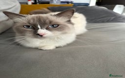 RagaMuffin cats for sale: Ragamuffin kittens  - Image 30