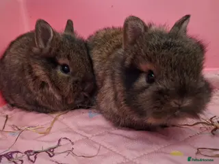 Mixed Breed rabbits Netherland Dwarf X Double Mane Lionhead rabbits in Preston - Advert 1