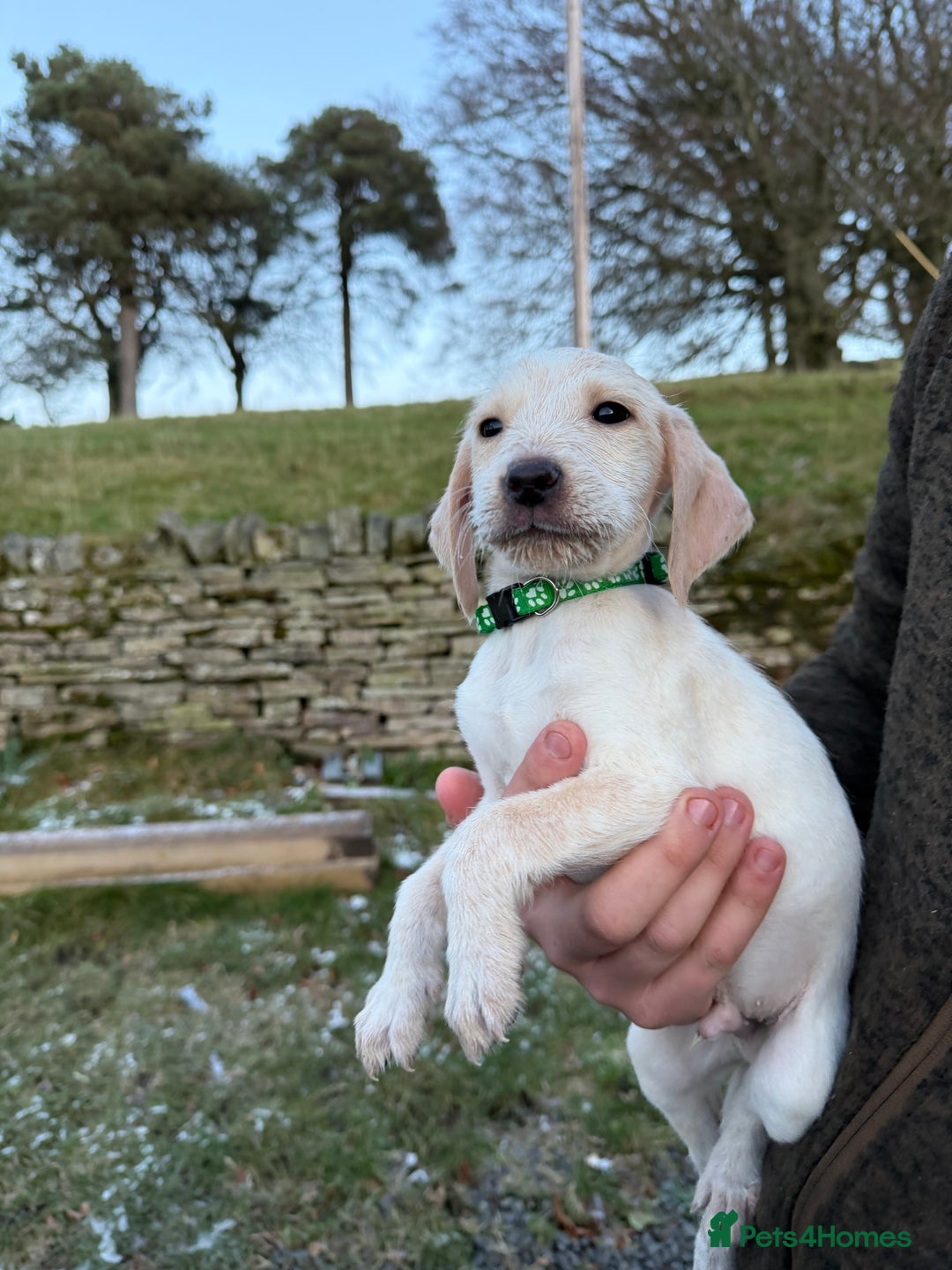 Mixed Breed dogs for sale: Stunning Labrador Pointer Puppies – Ready to go - Advert 26