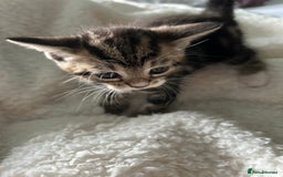 Domestic Shorthair cats for sale: Domestic beautiful kittens  - Image 18