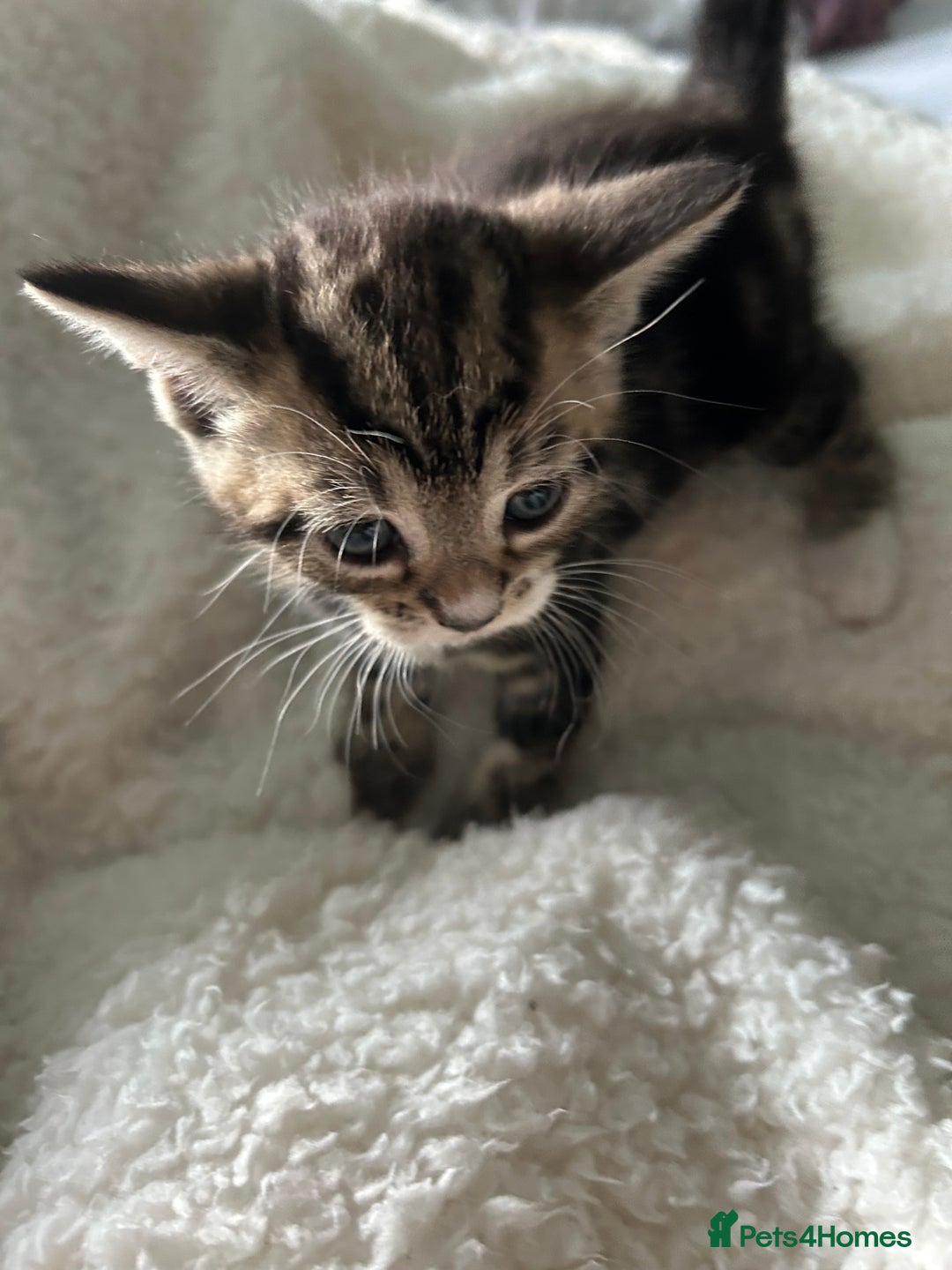 Domestic Shorthair cats for sale: Domestic beautiful kittens  - Image 18