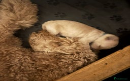 Goldendoodle dogs for sale: Beautiful F1B Goldendoodle Puppies – Ready Soon - Image 18