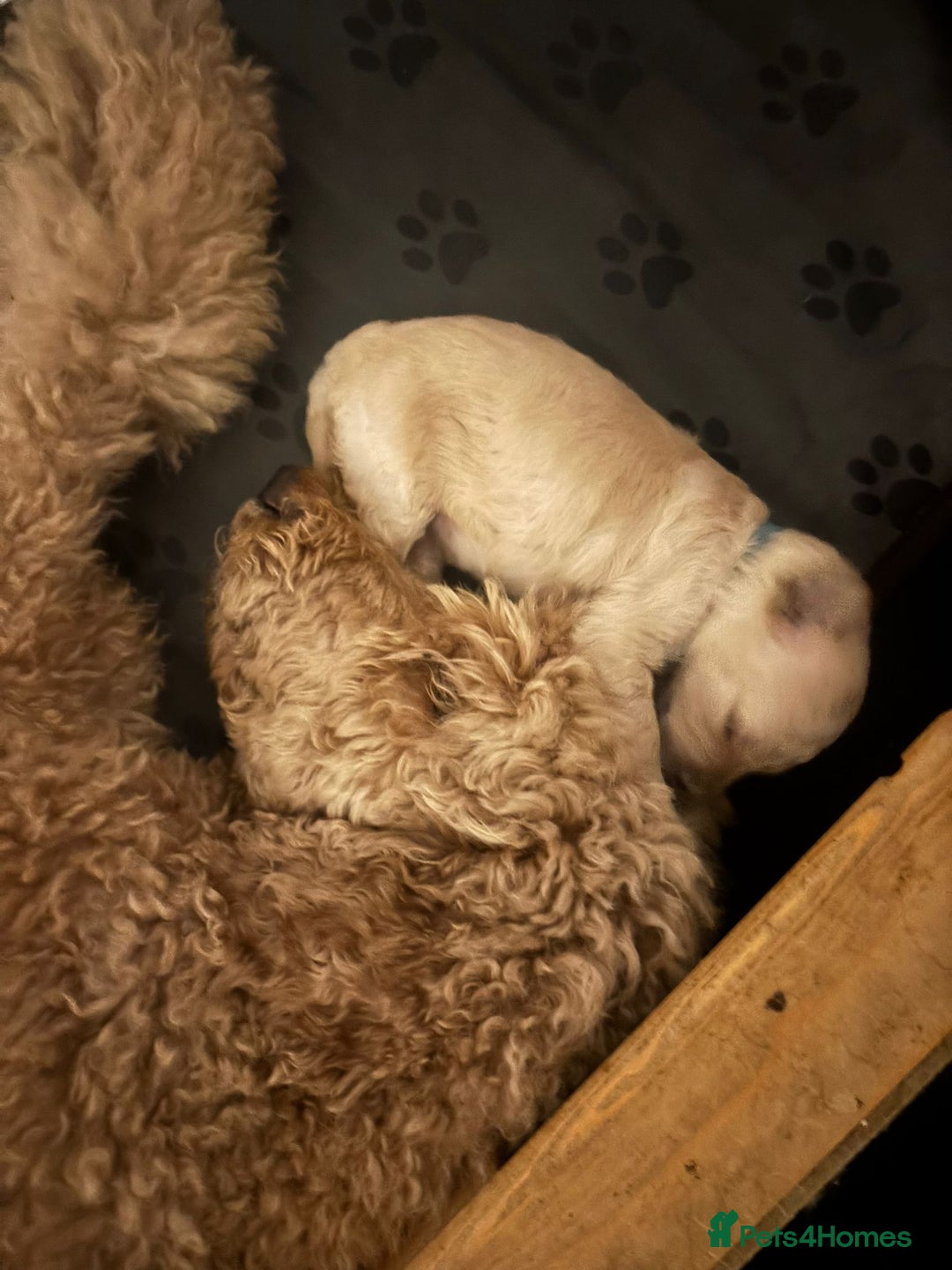 Goldendoodle dogs for sale: Beautiful F1B Goldendoodle Puppies – Ready Soon - Image 18
