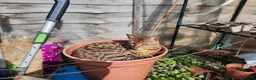Mixed Breed cats for sale: Rehoming 4 year old Bengal/Savannah cross in Cardiff - Advert 5