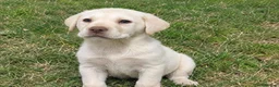 Labrador Retriever dogs for sale: cream Labrador Retriever puppies available  in Manchester - Advert 2
