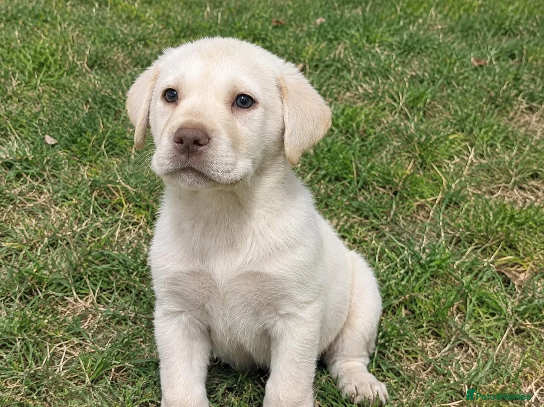 Labrador Retriever dogs for sale: cream Labrador Retriever puppies available  in Manchester - Advert 2