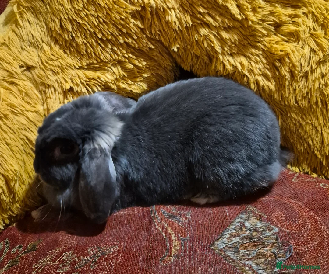 Dwarf Lop rabbits for sale: Lop Earred Rabbit in Gloucester - Advert 2