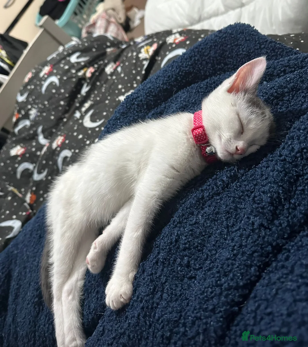 Mixed Breed cats for sale: Grey and white female kitten in London - Advert 2