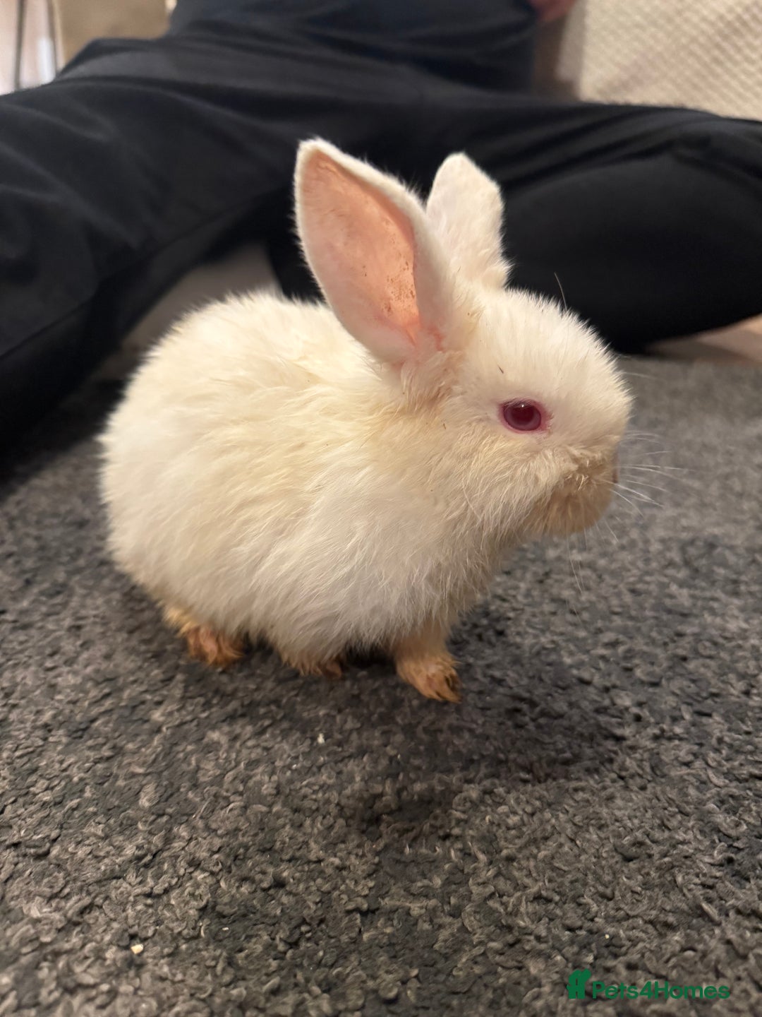 Mixed Breed rabbits for sale: White bunny rabbit - Advert 1