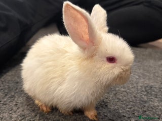 Mixed Breed rabbits White bunny rabbit - Advert 3