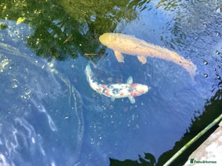 Pond Fish fish Koi Carps - Advert 5
