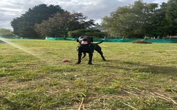Mixed Breed dogs for sale: 1 year old black female black Labrador mix  - Image 11