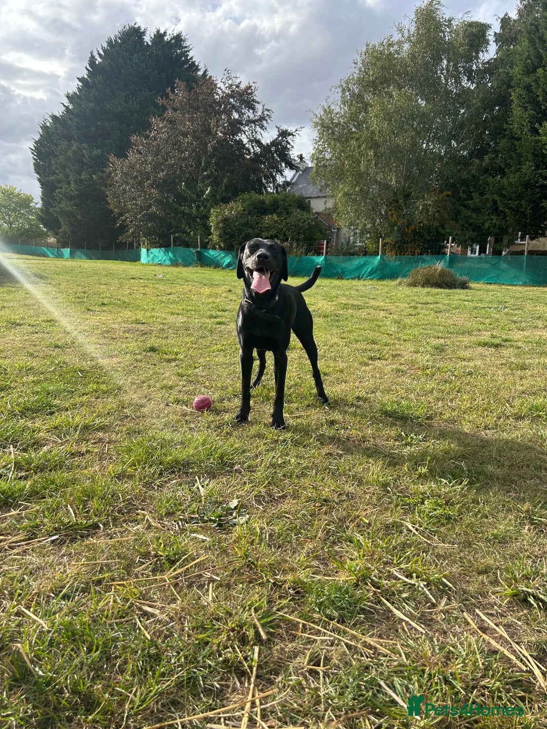 Mixed Breed dogs for sale: 1 year old black female black Labrador mix  - Image 11