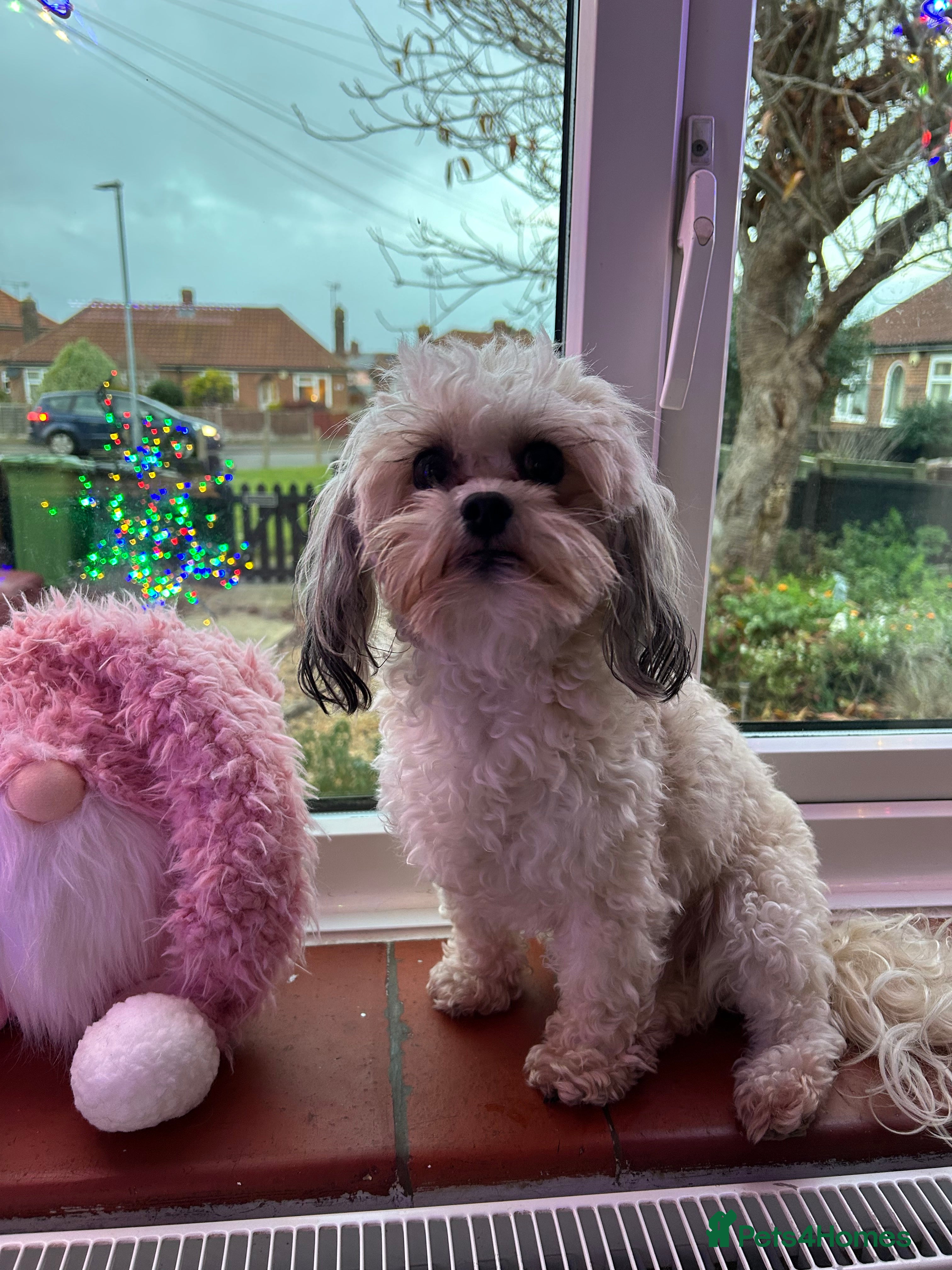 Shihpoo dogs Shihpoo pups - Advert 1