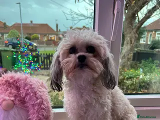 Shihpoo dogs Shihpoo pups - Advert 1