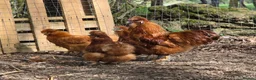 Chickens poultry for sale: Chicks (various breeds) - Advert 12