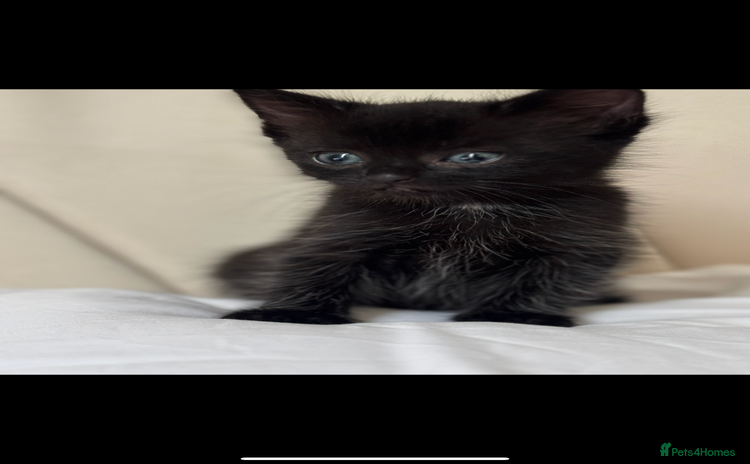 Ragdoll cats - Advert 1