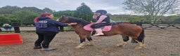 Welsh Section C horses for sale: 12.3 pony - Advert 3