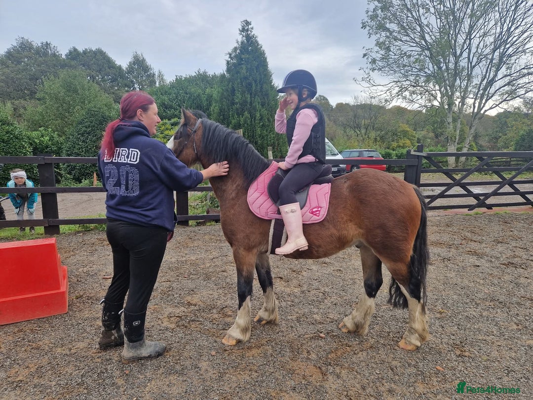 Welsh Section C horses for sale: 12.3 pony - Advert 3