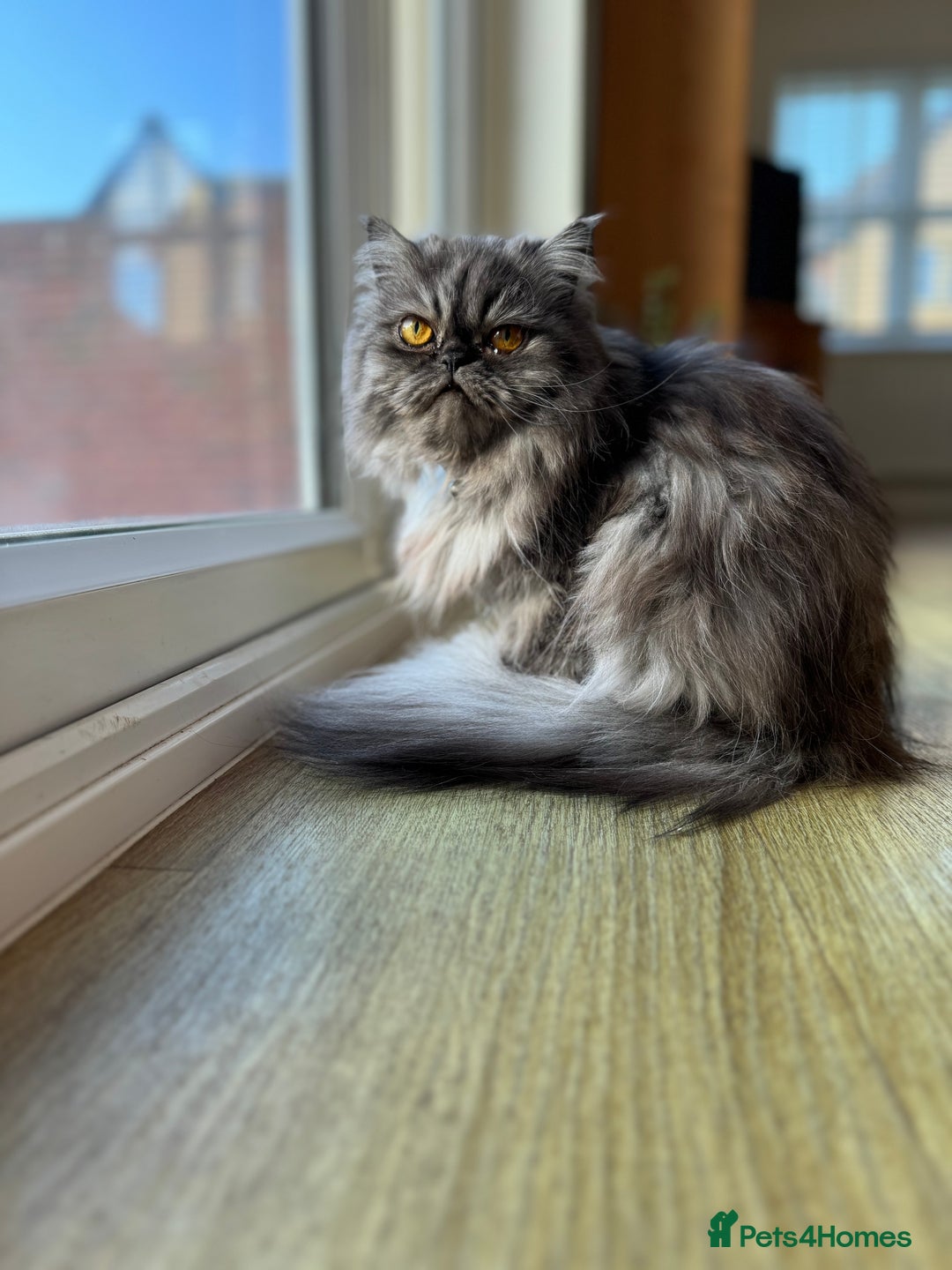 Persian cats for sale: Persian Kittens - 2 Males & 2 Females  - Image 11