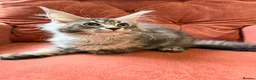 Maine Coon cats for sale: 🐈‍⬛Registered Maine Coons - Advert 19