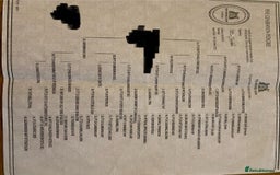 English Springer Spaniel dogs for sale: Working Bred Springer Spaniel Puppies For Sale.  - Image 31