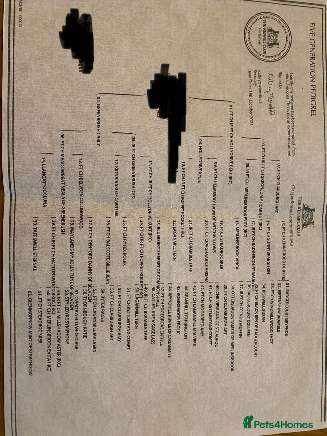 English Springer Spaniel dogs for sale: Working Bred Springer Spaniel Puppies For Sale.  - Image 31