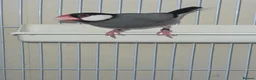 Finches birds for sale: 2 x male java finch - Advert 3