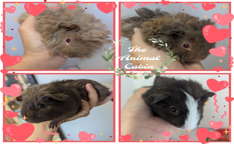 Guinea Pig rodents - Advert 11