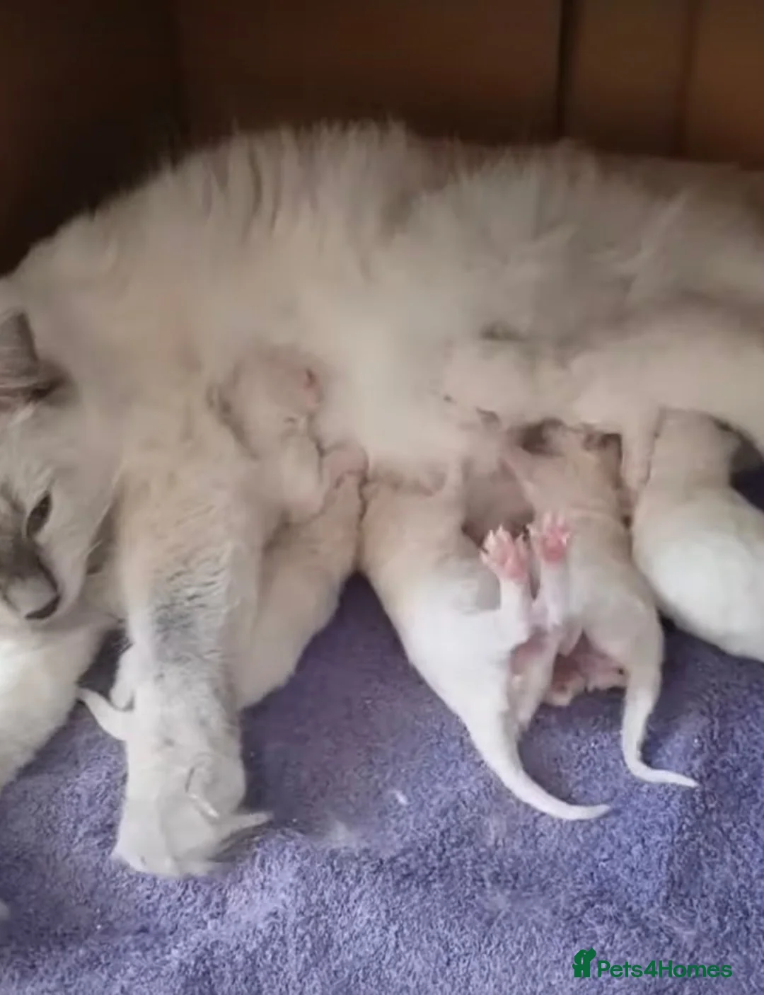 Ragdoll cats for sale: Stunning Flame Point Male Ragdoll Kitten - Advert 21